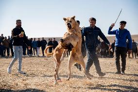 Dogfight Competition - Azerbaijan