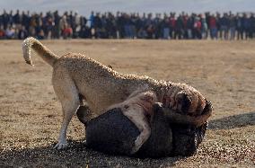 Dogfight Competition - Azerbaijan