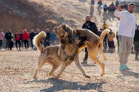 Dogfight Competition - Azerbaijan