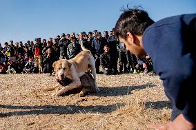 Dogfight Competition - Azerbaijan