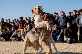 Dogfight Competition - Azerbaijan