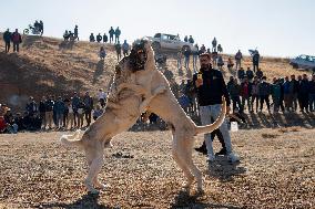 Dogfight Competition - Azerbaijan