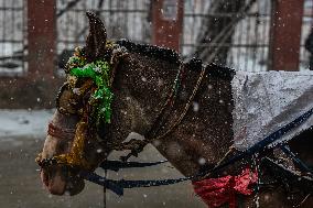 Heavy Snowfall In Kashmir