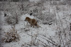 Heavy Snowfall In Kashmir