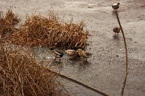 Water Bodies Freezed In Kashmir