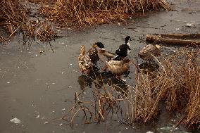 Water Bodies Freezed In Kashmir