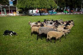 Herding Dog Competition