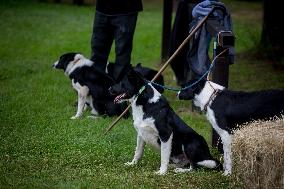 Herding Dog Competition