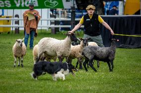 Herding Dog Competition