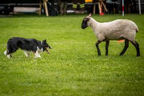 Herding Dog Competition