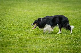 Herding Dog Competition