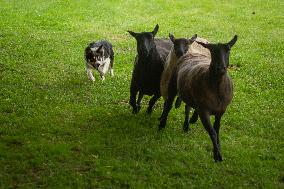 Herding Dog Competition