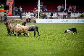 Herding Dog Competition