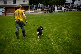 Herding Dog Competition