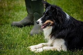 Herding Dog Competition