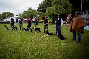 Herding Dog Competition