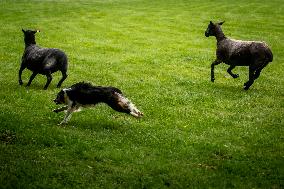 Herding Dog Competition