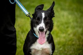 Herding Dog Competition