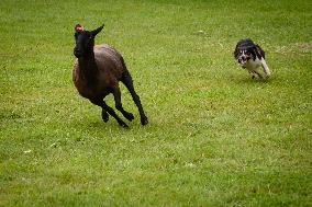 Herding Dog Competition