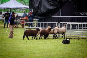 Herding Dog Competition