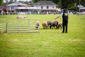 Herding Dog Competition