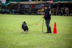 Herding Dog Competition