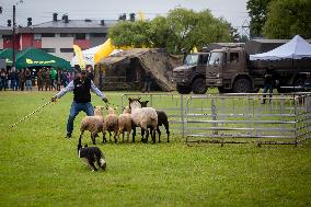 Herding Dog Competition