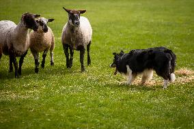 Herding Dog Competition