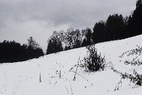 Snow Fall In Himachal Pradesh