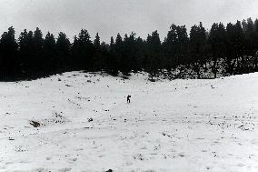 Snow Fall In Himachal Pradesh