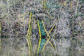 Halser Ilzschleifen Nature Reserve In Passau