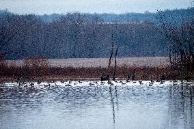 Wildlife At The Oxbow Nature Conservancy