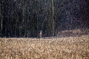 Wildlife At The Oxbow Nature Conservancy