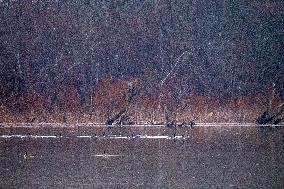 Wildlife At The Oxbow Nature Conservancy