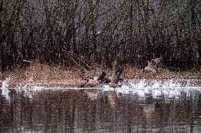 Wildlife At The Oxbow Nature Conservancy