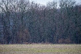 Wildlife At The Oxbow Nature Conservancy