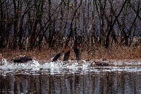 Wildlife At The Oxbow Nature Conservancy