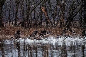 Wildlife At The Oxbow Nature Conservancy