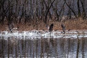 Wildlife At The Oxbow Nature Conservancy