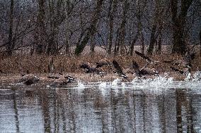 Wildlife At The Oxbow Nature Conservancy