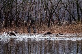 Wildlife At The Oxbow Nature Conservancy