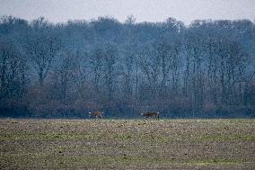 Wildlife At The Oxbow Nature Conservancy