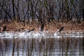 Wildlife At The Oxbow Nature Conservancy