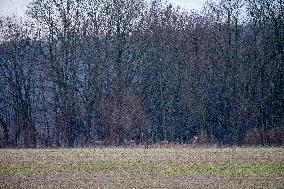 Wildlife At The Oxbow Nature Conservancy