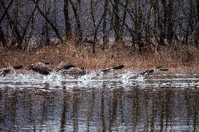 Wildlife At The Oxbow Nature Conservancy