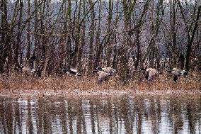 Wildlife At The Oxbow Nature Conservancy