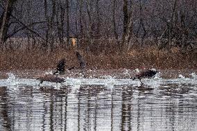 Wildlife At The Oxbow Nature Conservancy