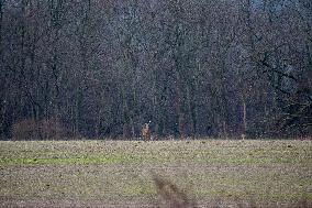 Wildlife At The Oxbow Nature Conservancy