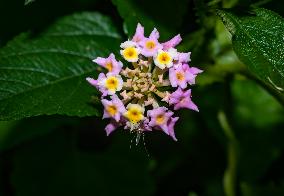 Armigeres Mosquito On Flower