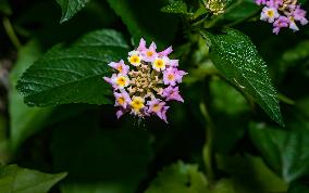 Armigeres Mosquito On Flower